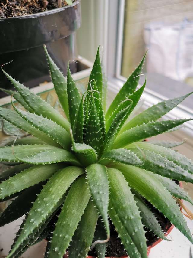 aloe vera, 