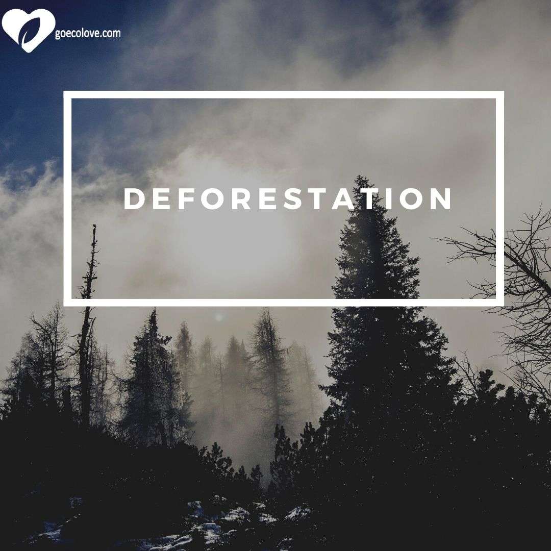 deforestration